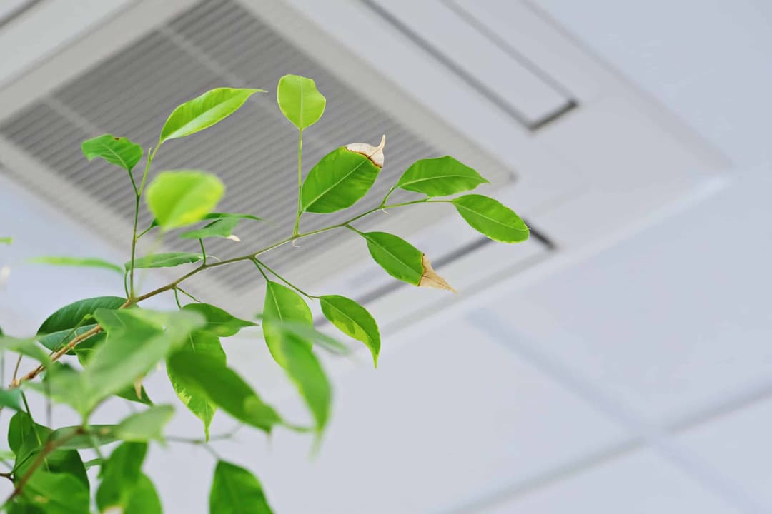 plant next to air vent