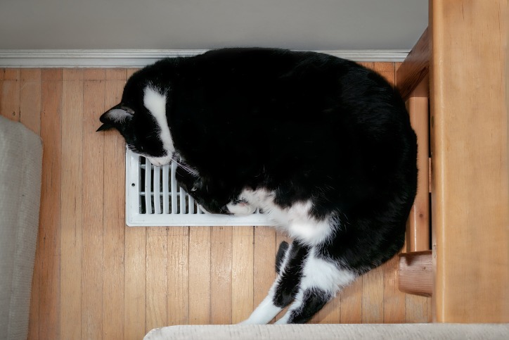 Image for blog post: Practical HVAC Maintenance Tips For Pet Owners
